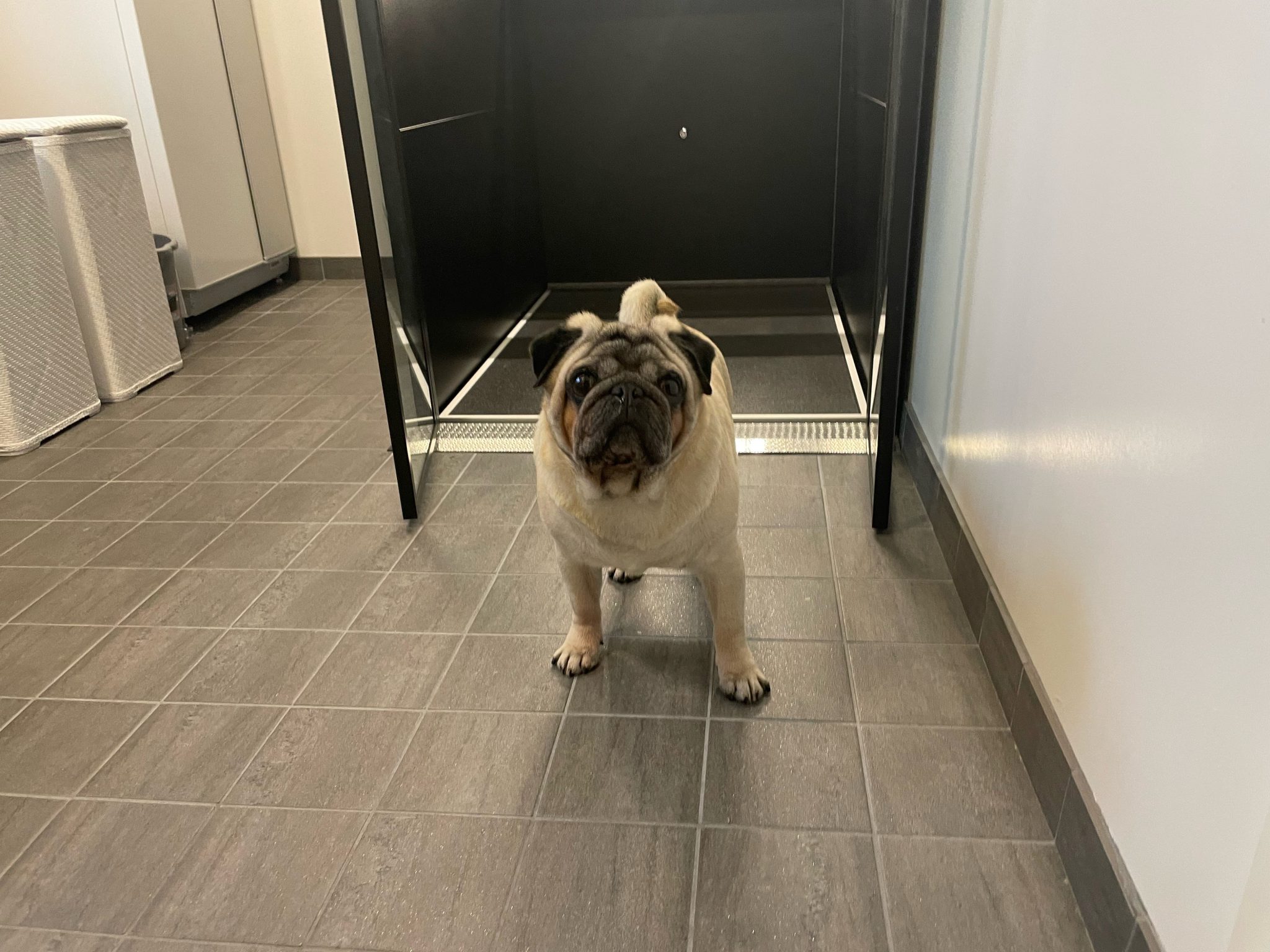 Buster, the pug, in front of an Aritco HomeLift